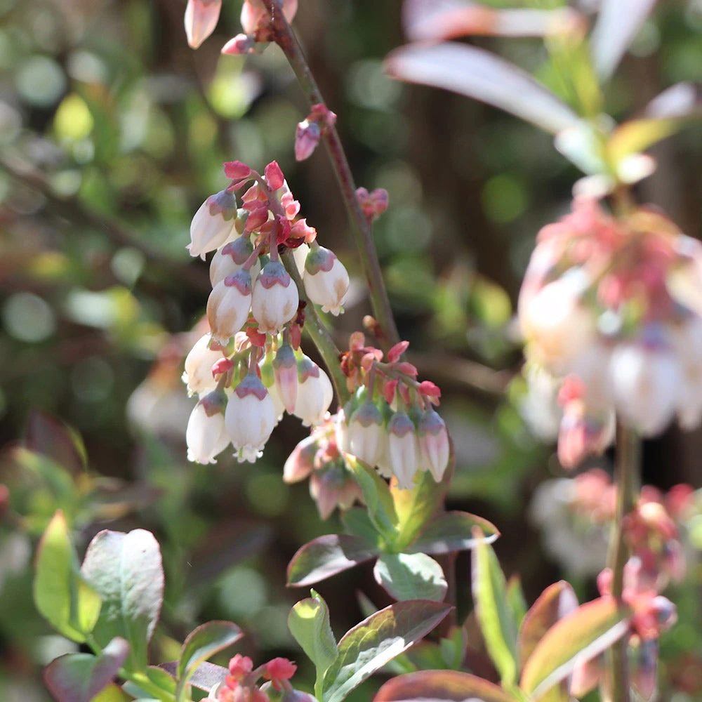 Climax Blueberry Bush - Image 3