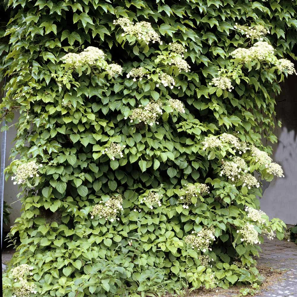 Climbing Hydrangea - Image 2