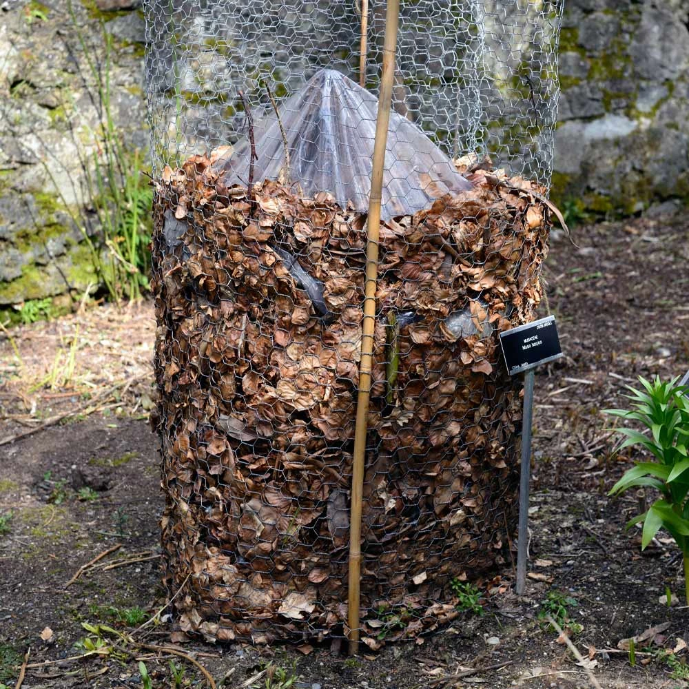 Cold Hardy Banana Tree - Image 5