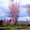 Columnar Sargent Cherry Tree