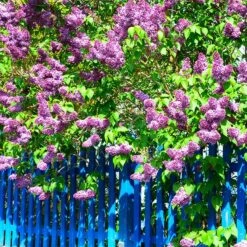 Common Purple Lilac Plant