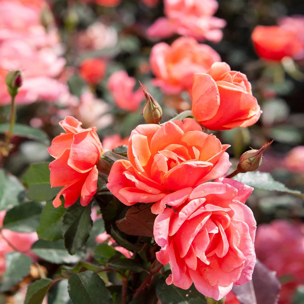 Coral Knock Out® Rose Shrub - Image 4