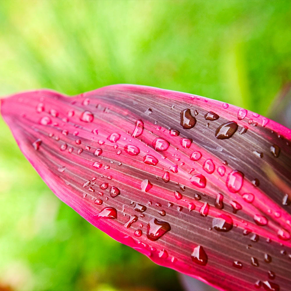 Hawaiian Ti Plant - Image 4