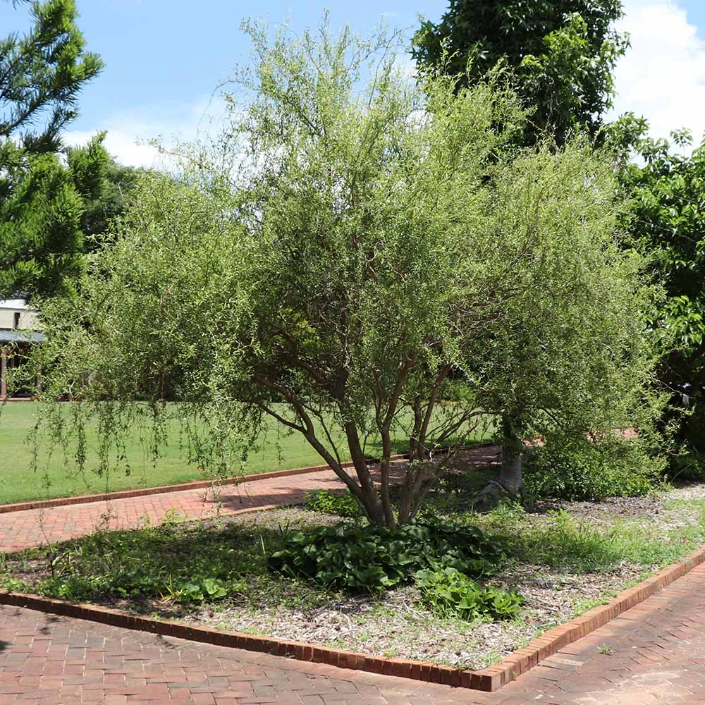Corkscrew Willow Tree - Image 4