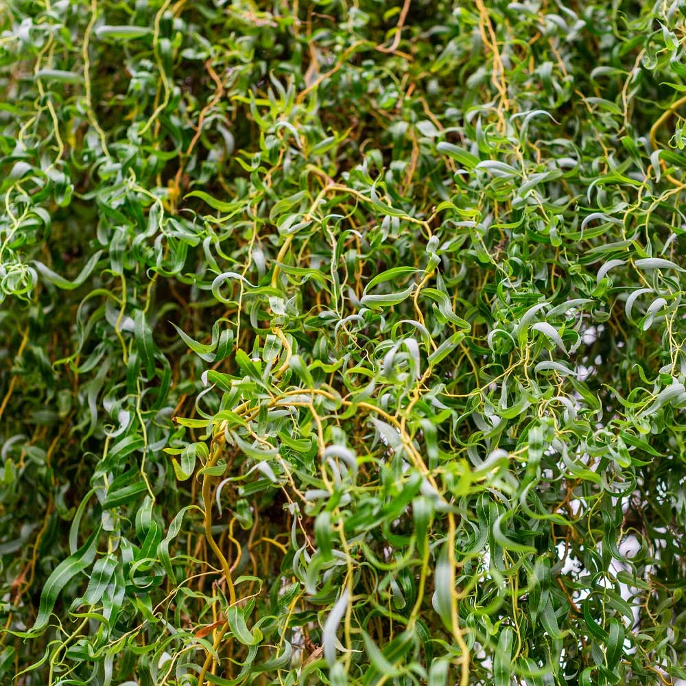 Corkscrew Willow Tree - Image 2