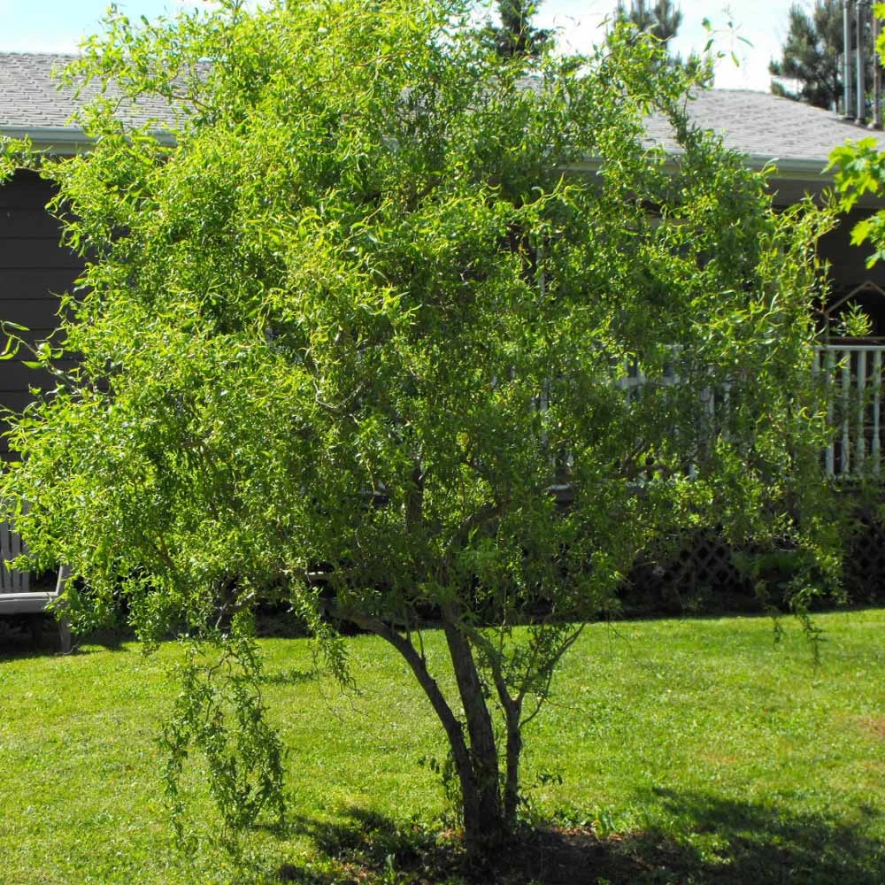 Corkscrew Willow Tree - Image 3