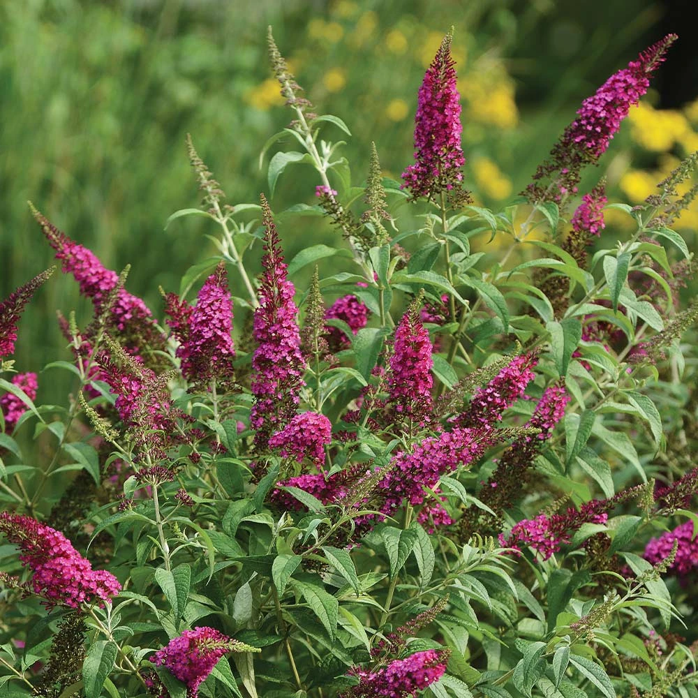 CranRazz™ Butterfly Bush (Tree Form) - Image 2