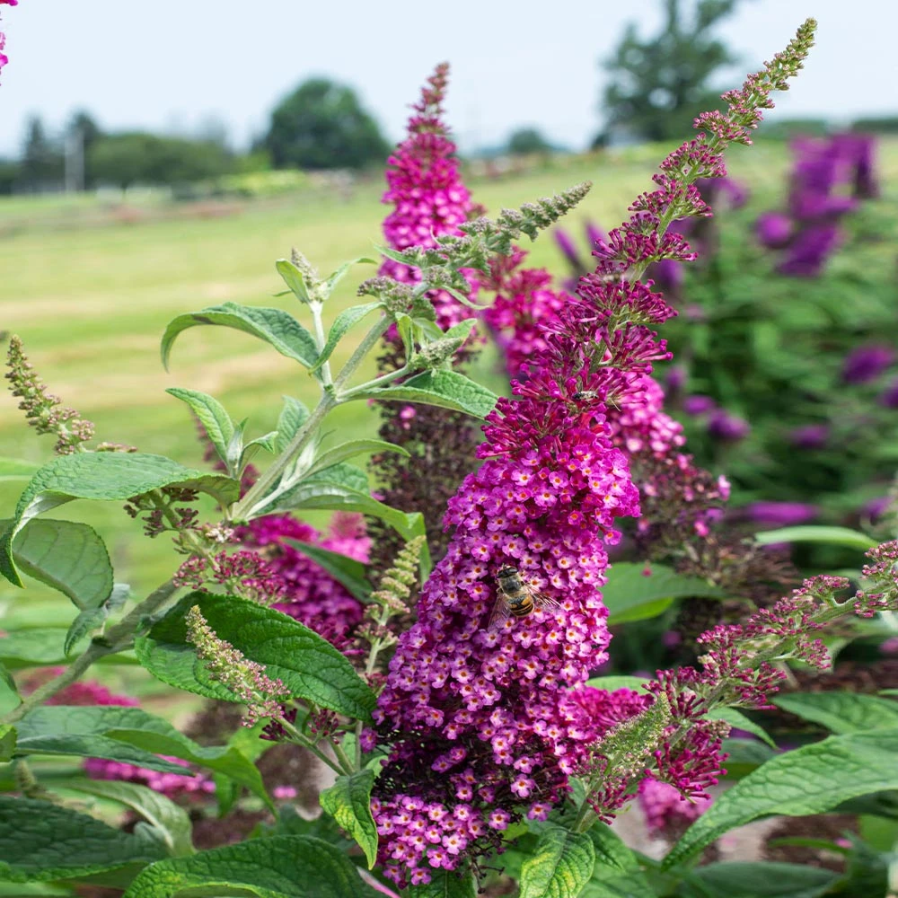 CranRazz™ Butterfly Bush (Tree Form) - Image 4