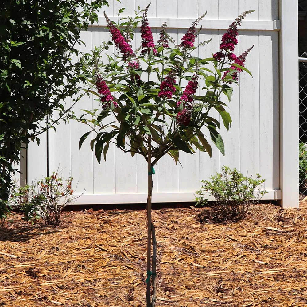 CranRazz™ Butterfly Bush (Tree Form) - Image 3