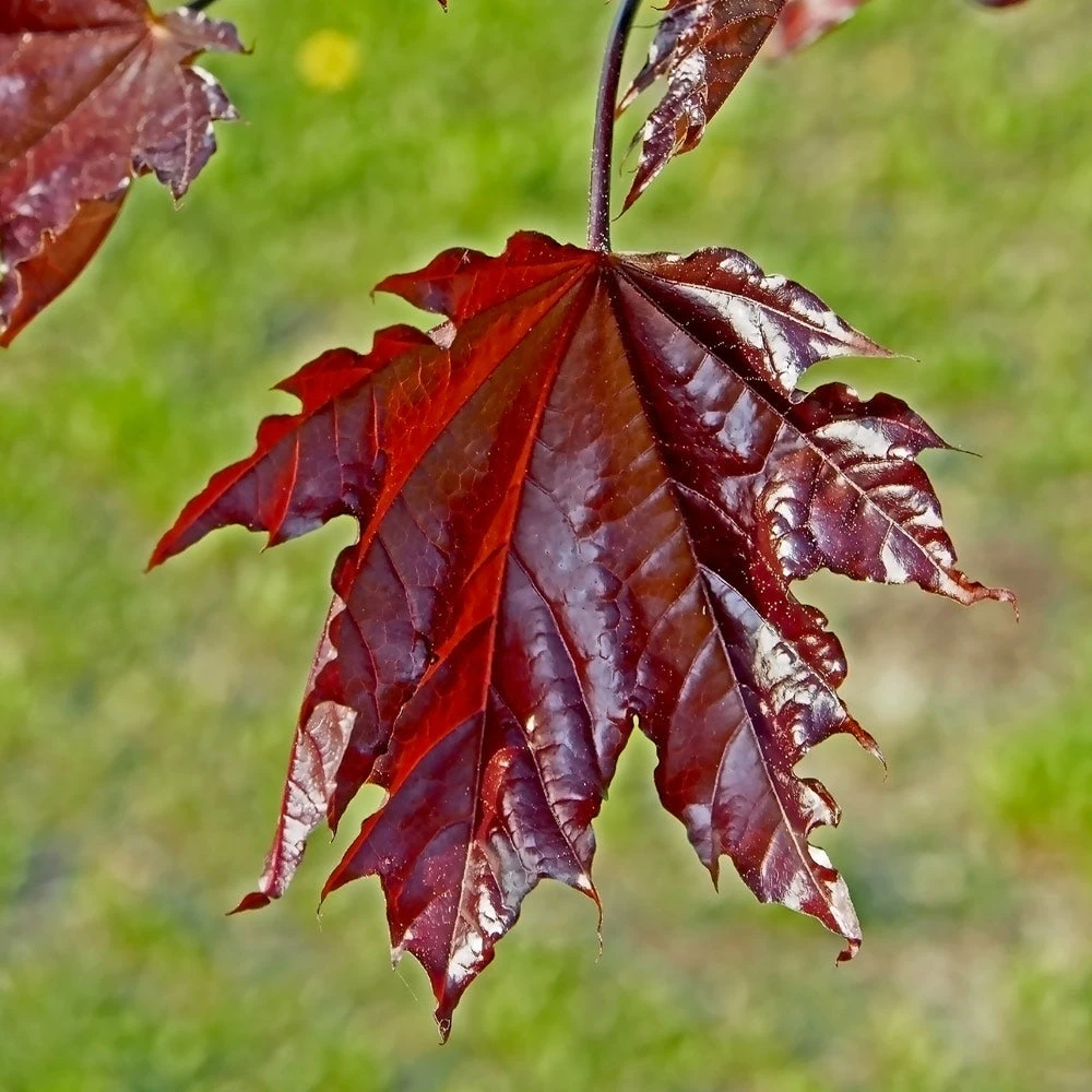 Crimson Sentry Norway Maple Tree - Image 3