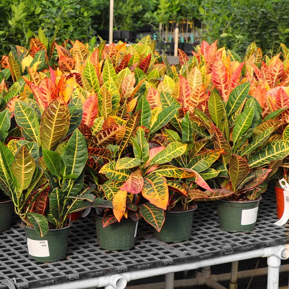 Croton Plant - Image 4