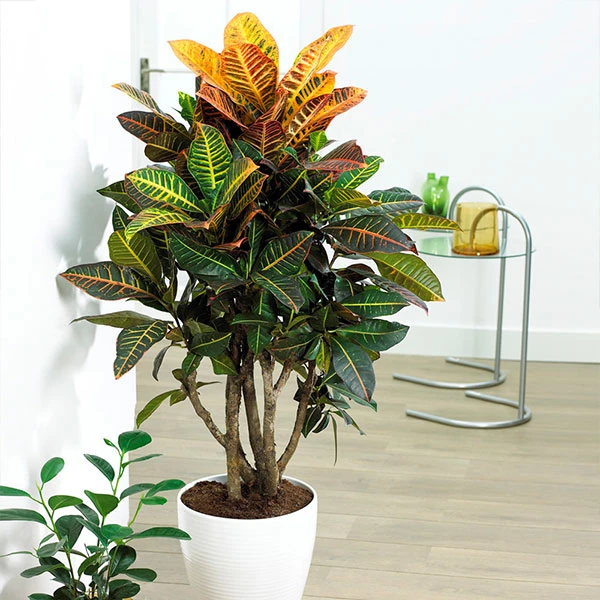 Croton Plant