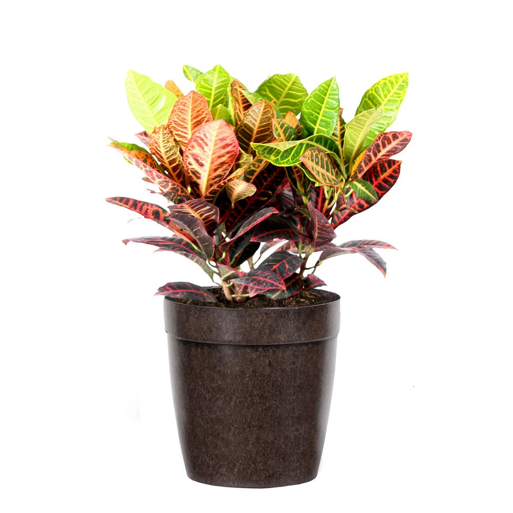 Croton Plant - Image 5