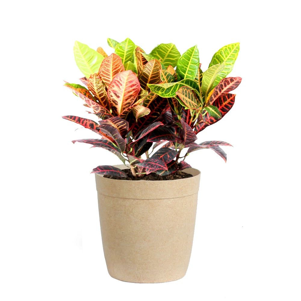 Croton Plant - Image 6