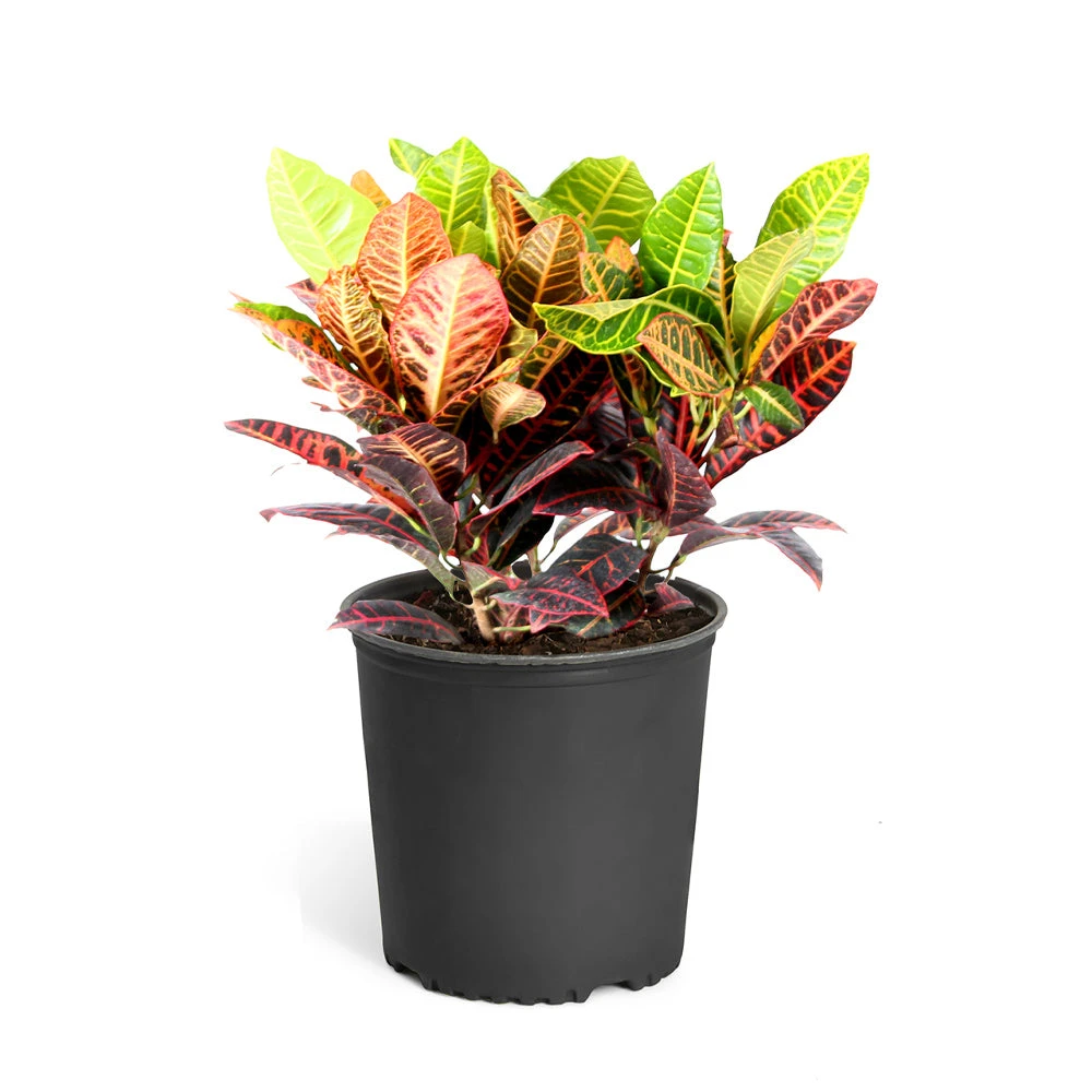 Croton Plant - Image 7