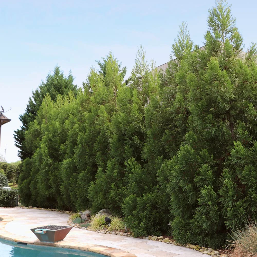 Cryptomeria Radicans Tree - Image 6