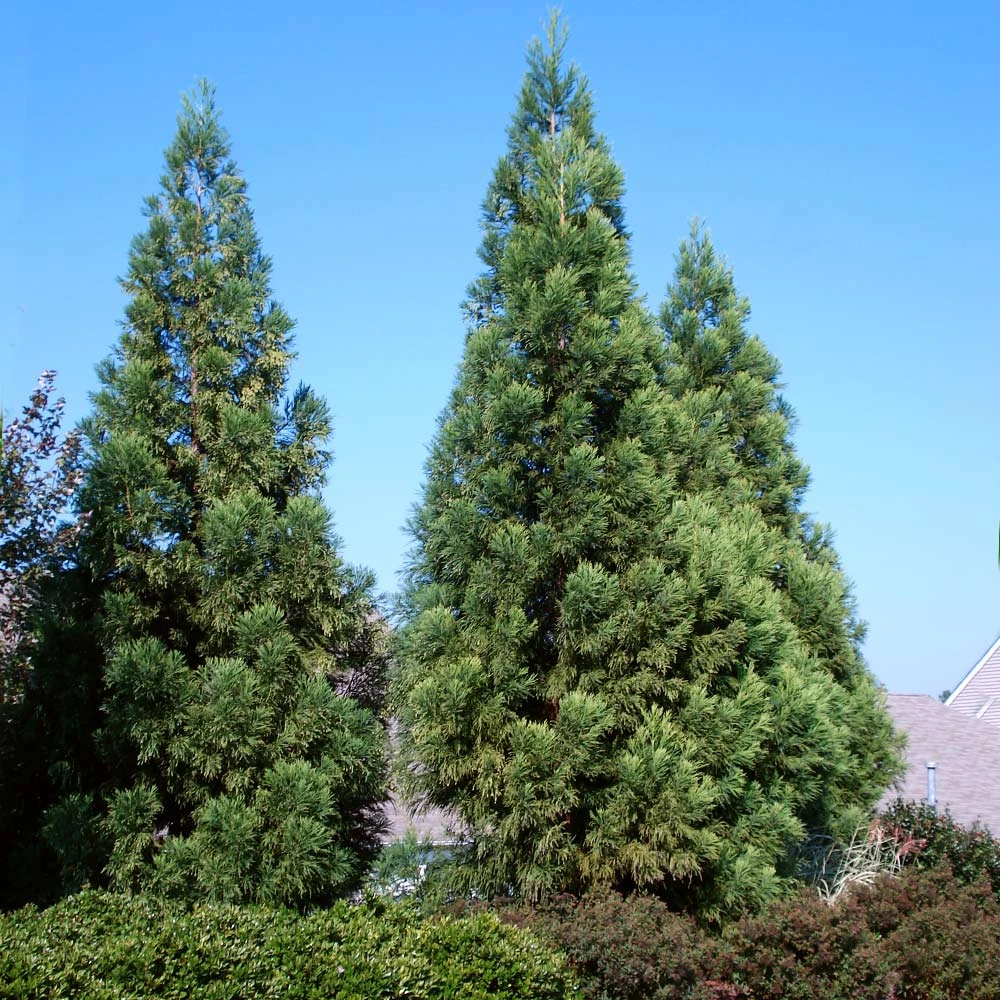Cryptomeria Radicans Tree - Image 3