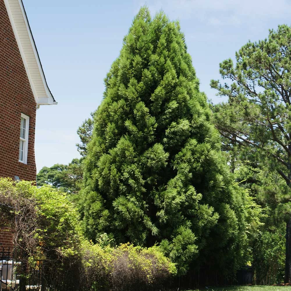 Cryptomeria Radicans Tree - Image 5