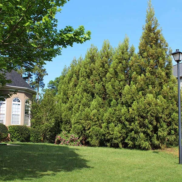 Cryptomeria Radicans Tree