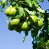 D'Anjou Pear Tree