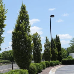 DannaSpire Columnar Elm Tree