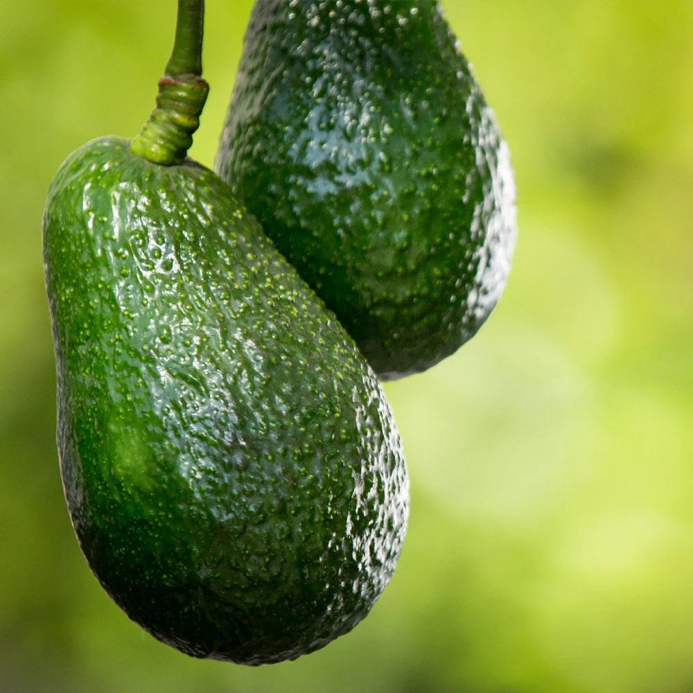 Condo™ Avocado Tree - Image 3