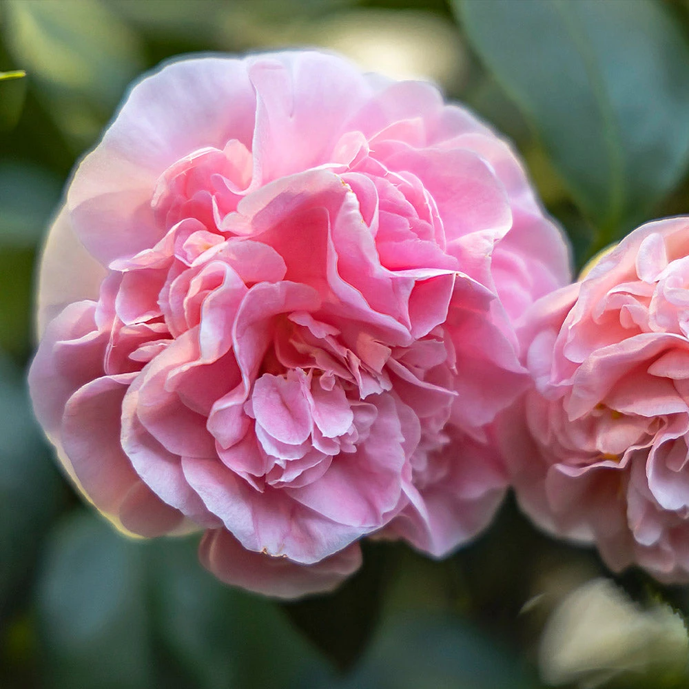 Debutante Camellia Shrub - Image 2