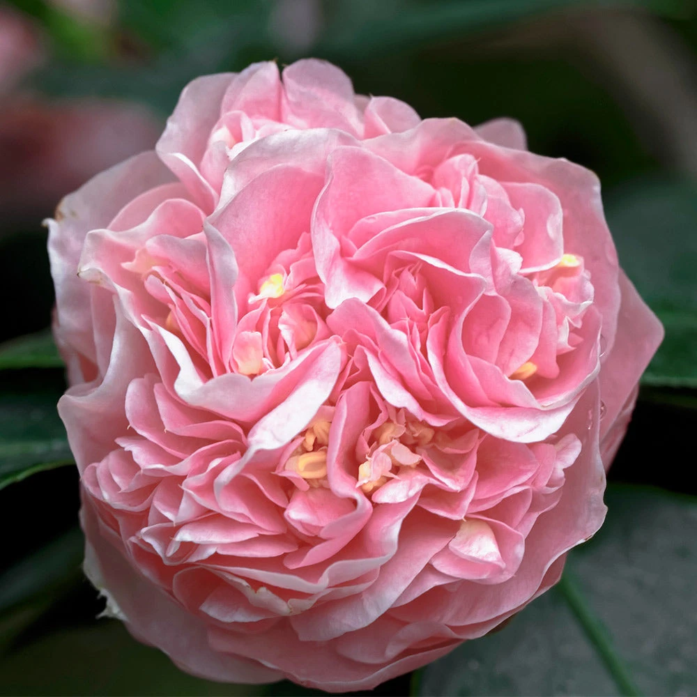 Debutante Camellia Shrub - Image 4