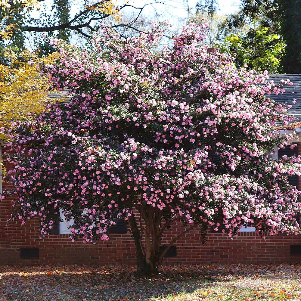 Debutante Camellia Shrub - Image 3