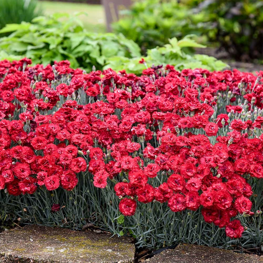 Fruit Punch® ‘Maraschino’ Dianthus - Image 3