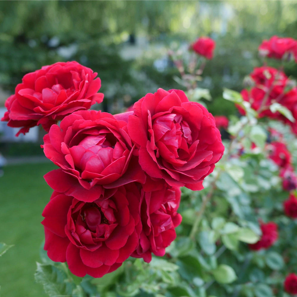 Don Juan Rose - Image 3