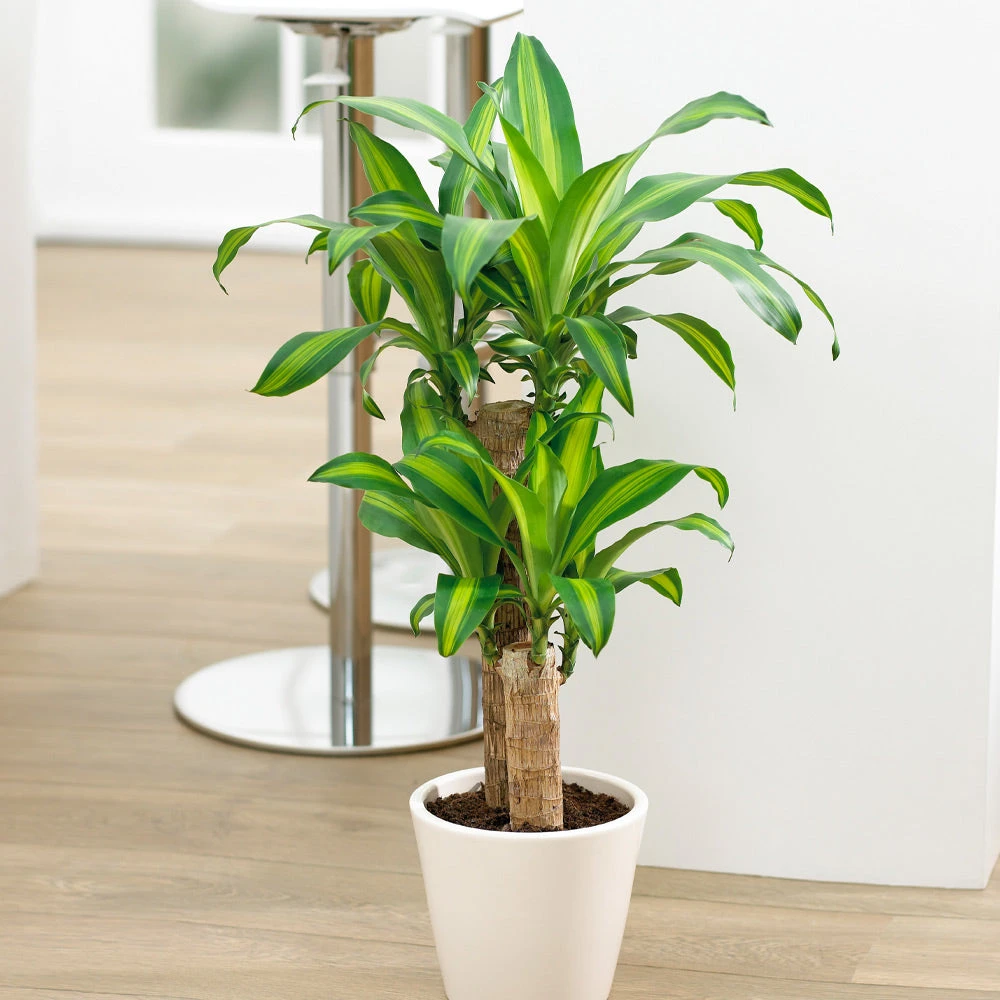 Dracaena Corn Plant - Image 3