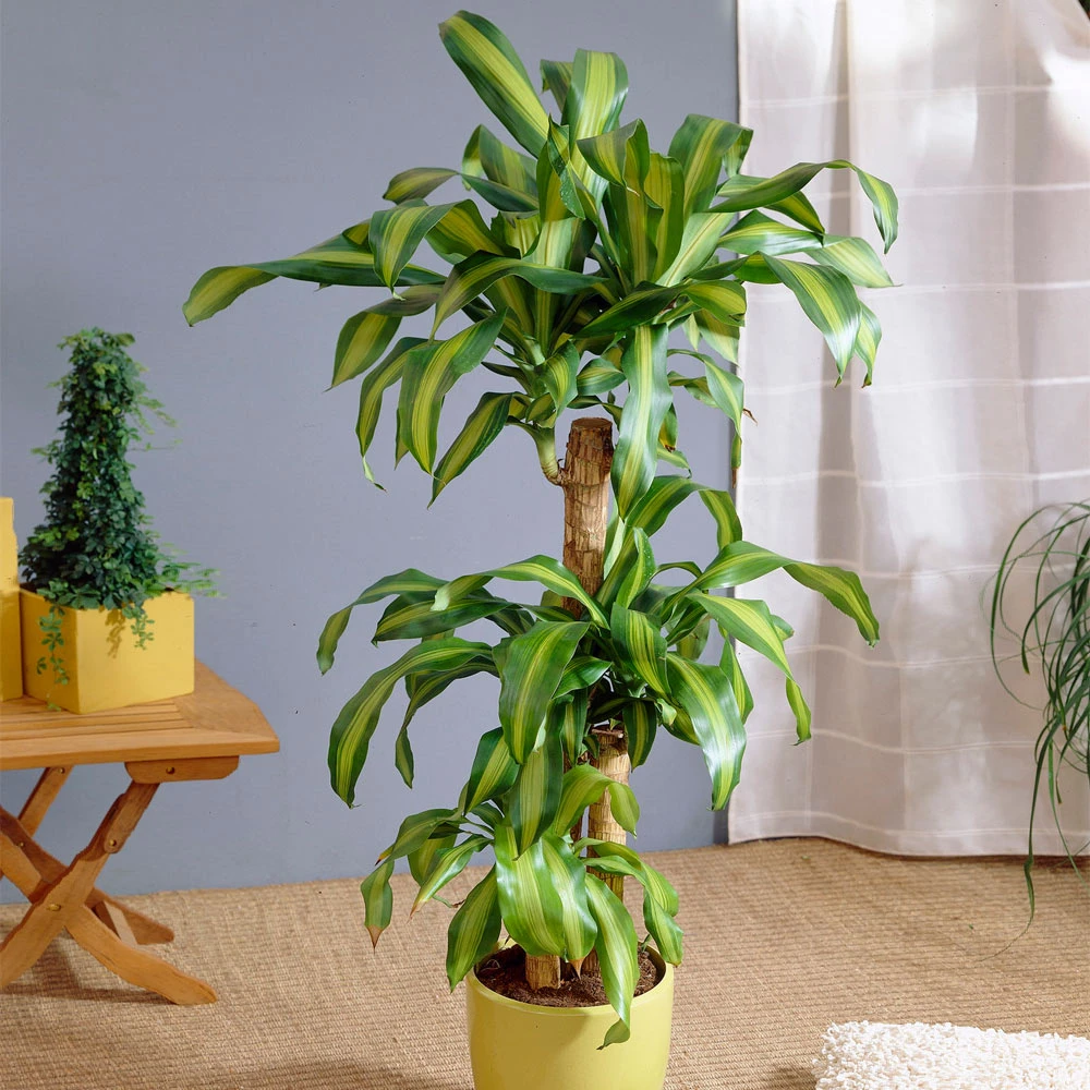 Dracaena Corn Plant - Image 2