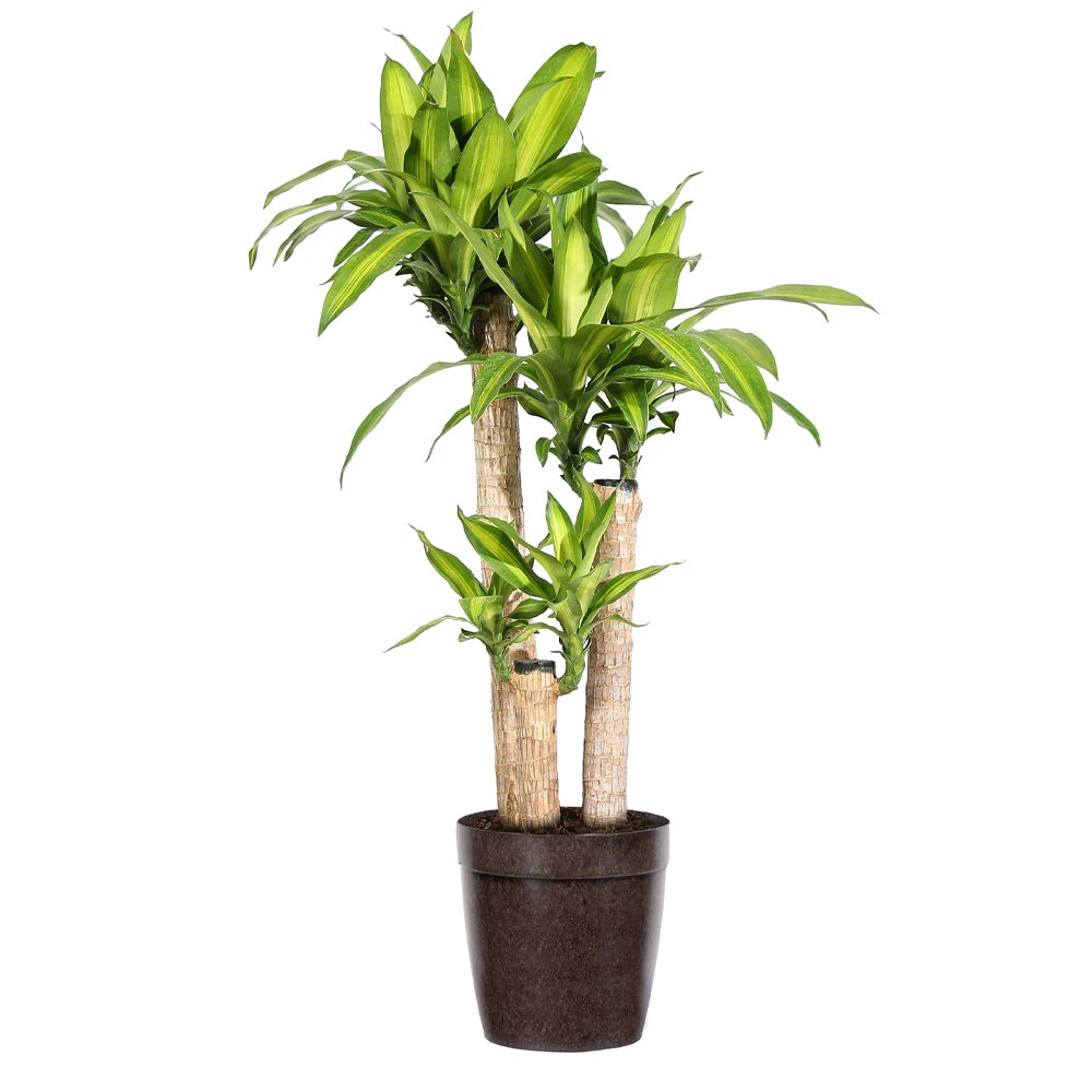 Dracaena Corn Plant - Image 5