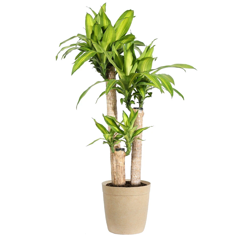 Dracaena Corn Plant - Image 7