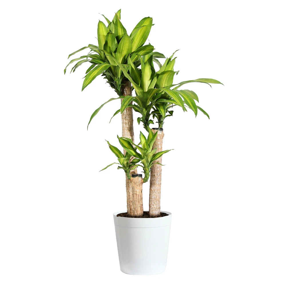 Dracaena Corn Plant - Image 8