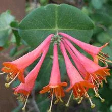 Scarlet Honeysuckle Vine