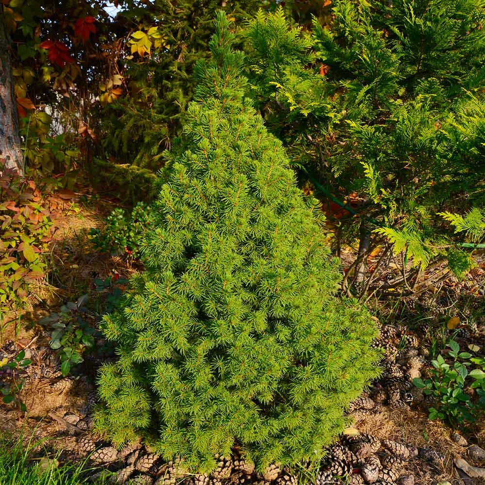 Dwarf Alberta Spruce Tree - Image 3