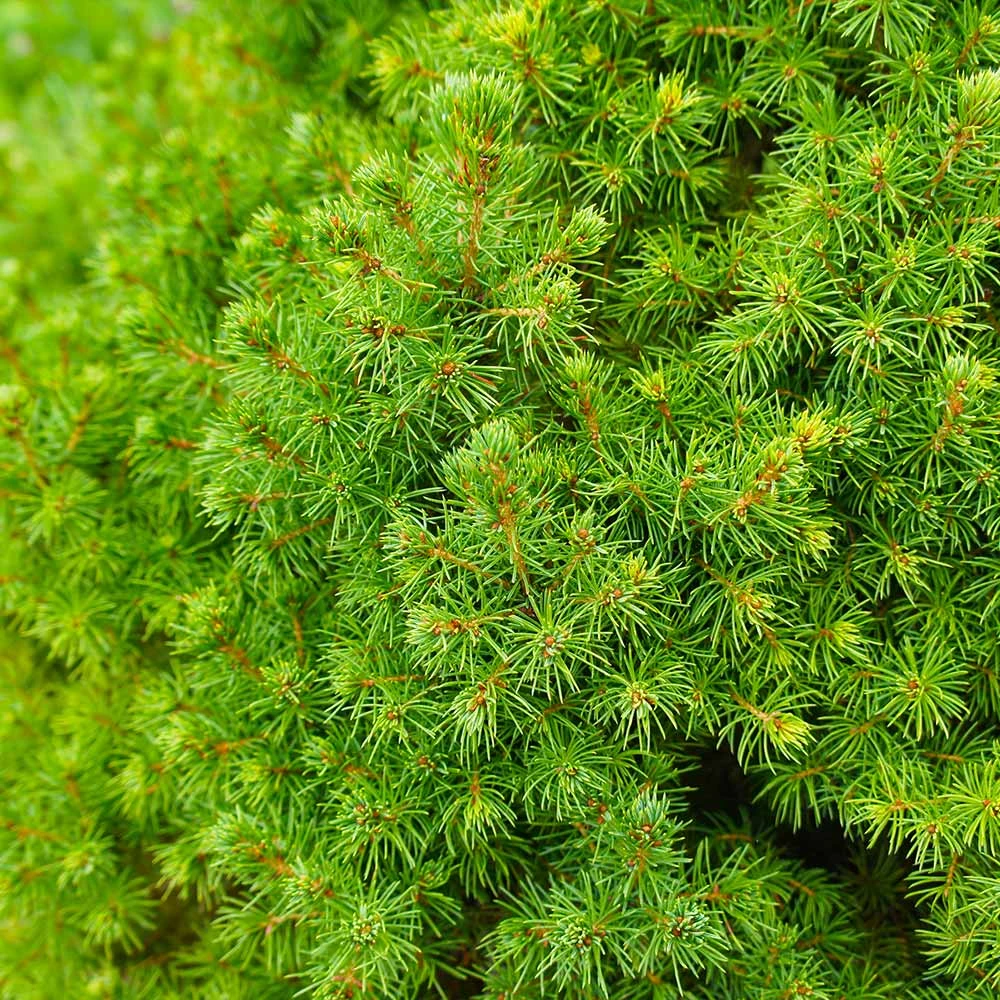Dwarf Alberta Spruce Tree - Image 4