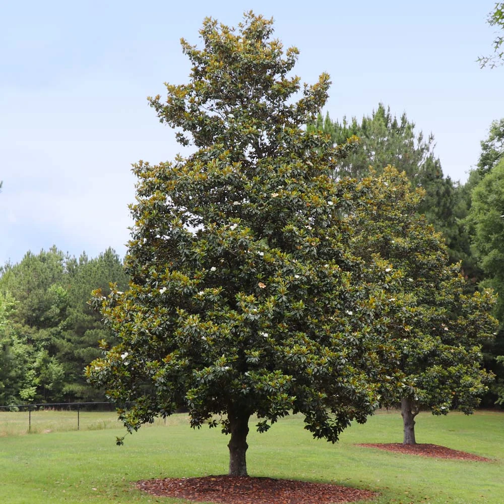 Edith Bogue Magnolia - Image 2