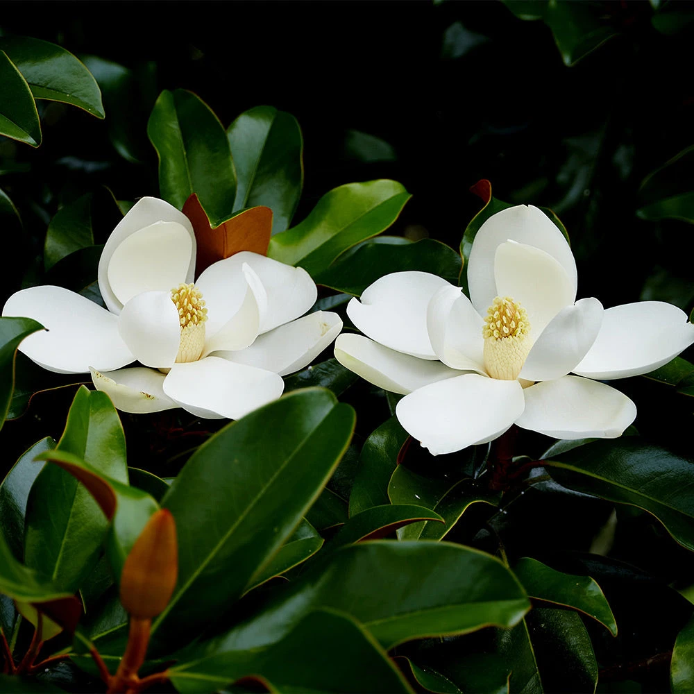 Edith Bogue Magnolia - Image 3