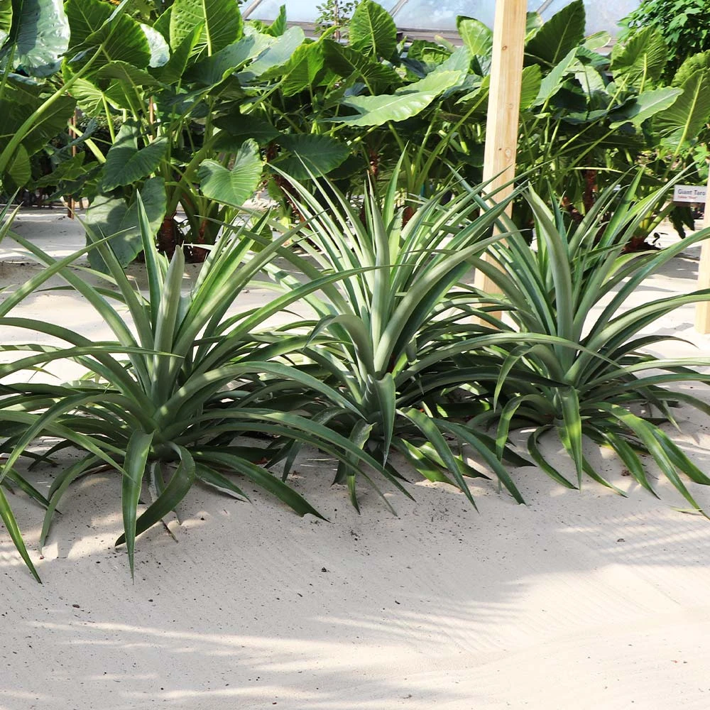 Elite Gold Pineapple Plant - Image 3