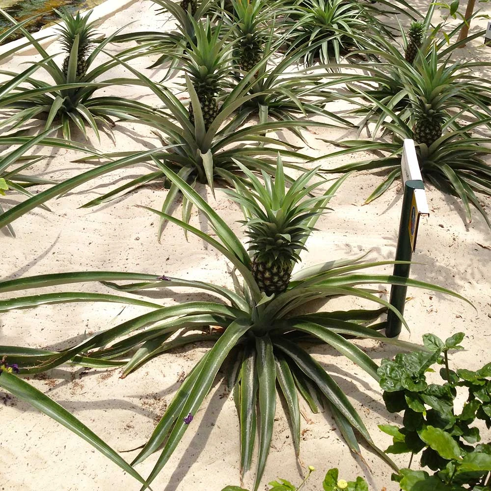 Elite Gold Pineapple Plant - Image 4