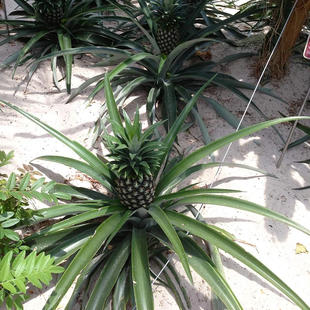 Elite Gold Pineapple Plant - Image 2