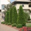 Emerald Green Thuja Tree