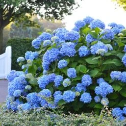 Endless Summer® Hydrangea Shrub