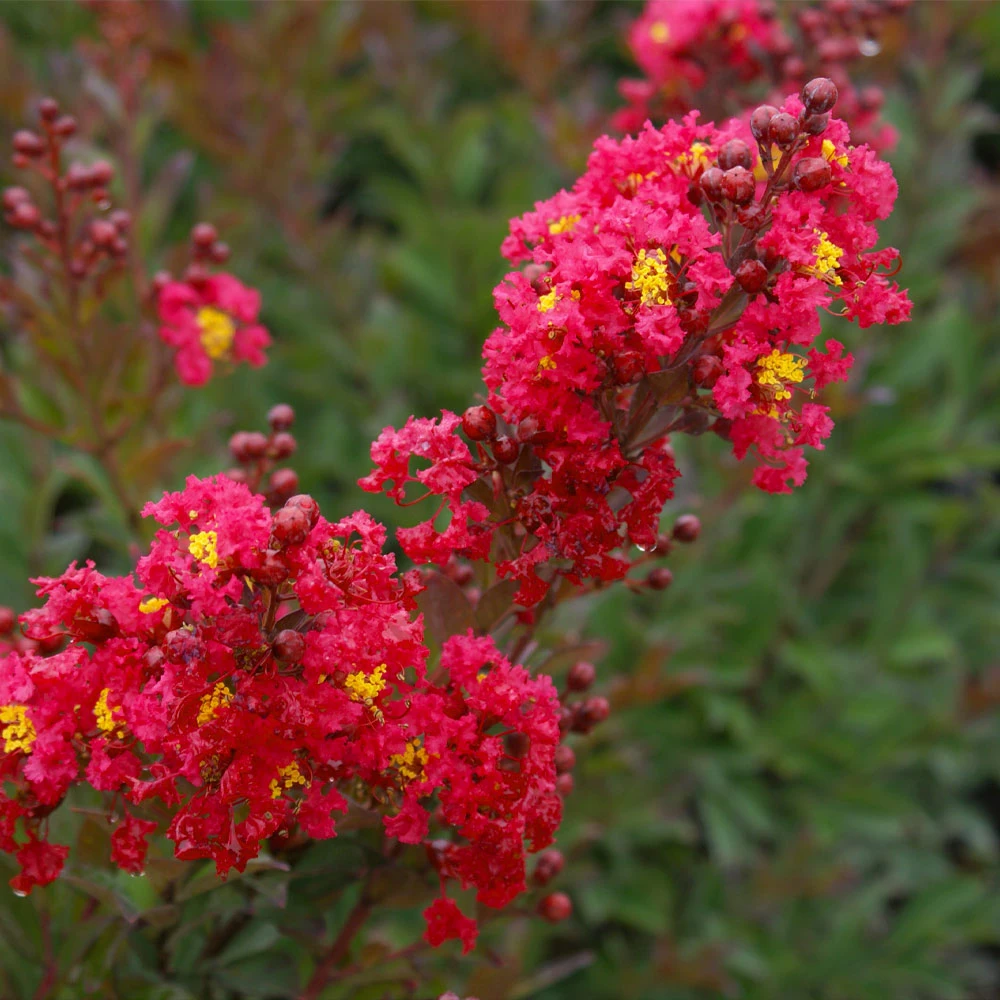 Enduring Summer Red Crape Myrtle Shrub - Image 3