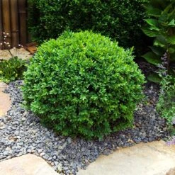 Dwarf English Boxwood Shrub