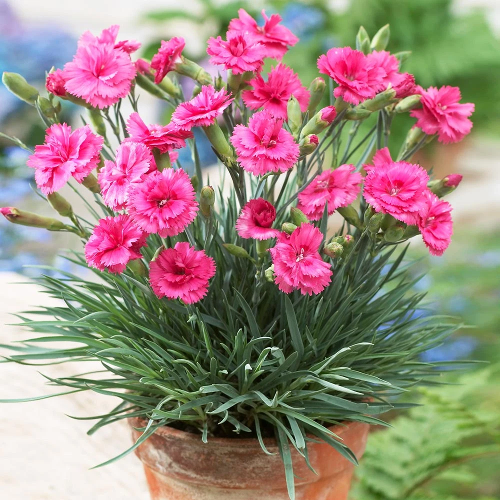 Scent First® Eternity Dianthus - Image 3