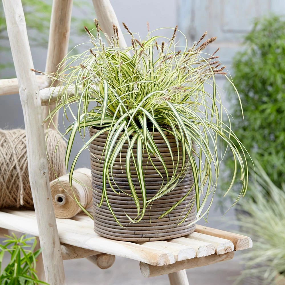 Carex Evergold (Japanese Sedge) - Image 2